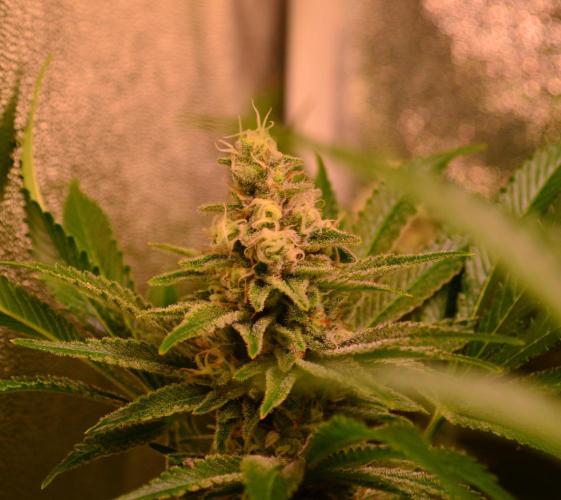 •LEMONITE • CLONES•. Week 13