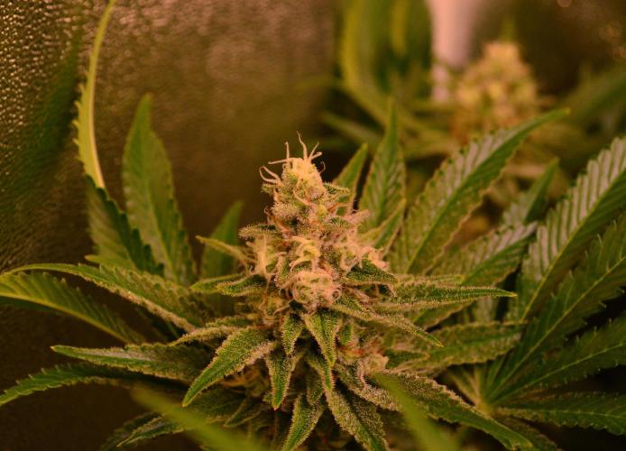 •LEMONITE • CLONES•. Week 13