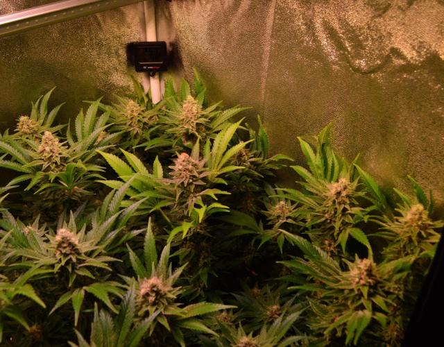 •LEMONITE • CLONES•. Week 13 - #3 D91/49F