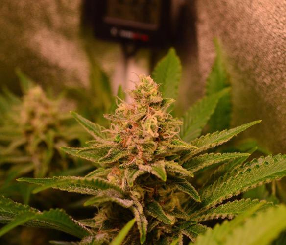 •LEMONITE • CLONES•. Week 13