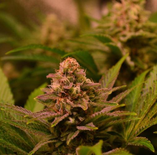 •LEMONITE • CLONES•. Week 13