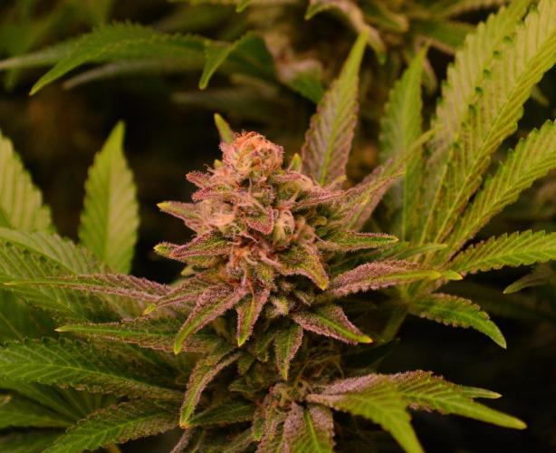 •LEMONITE • CLONES•. Week 13