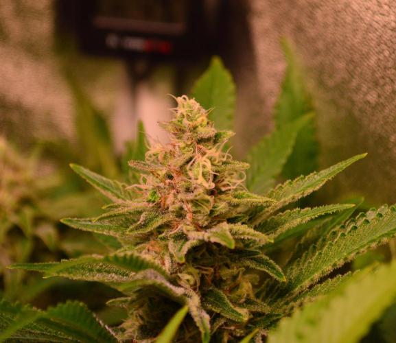 •LEMONITE • CLONES•. Week 13