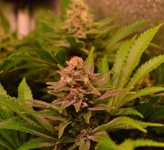 •LEMONITE • CLONES•. Week 13