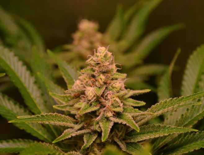 •LEMONITE • CLONES•. Week 13