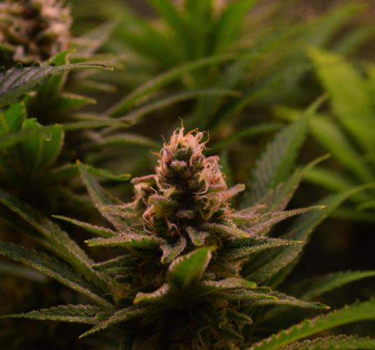 •LEMONITE • CLONES•. Week 13