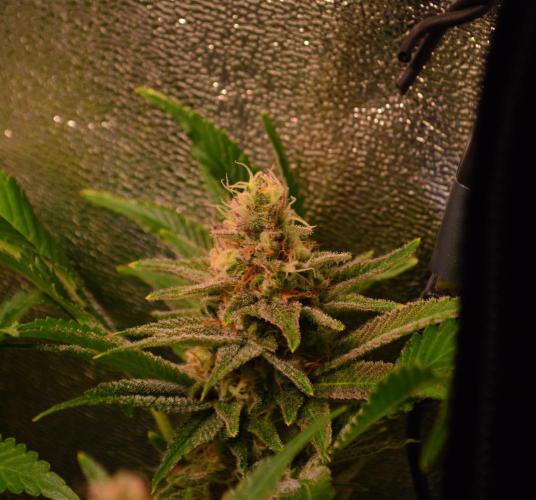 •LEMONITE • CLONES•. Week 13