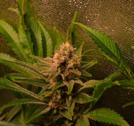 •LEMONITE • CLONES•. Week 13