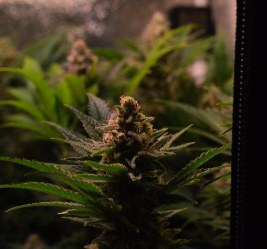 •LEMONITE • CLONES•. Week 13