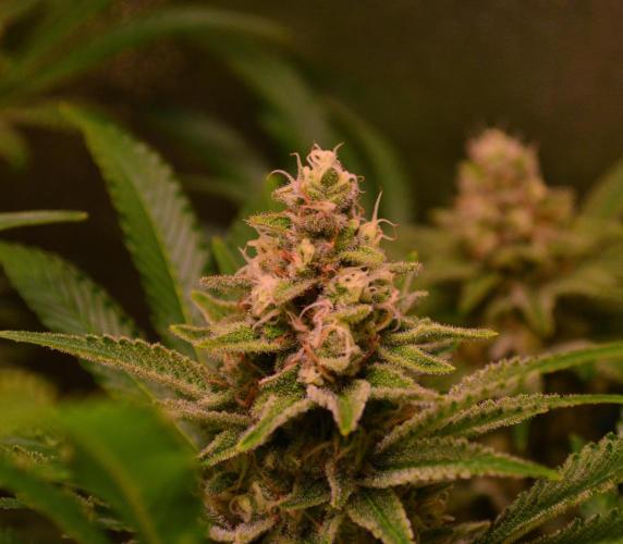 •LEMONITE • CLONES•. Week 13