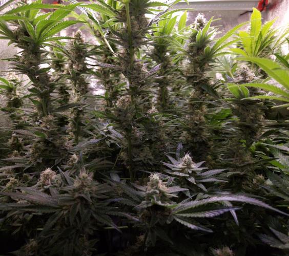 •LEMONITE • CLONES•. Week 13