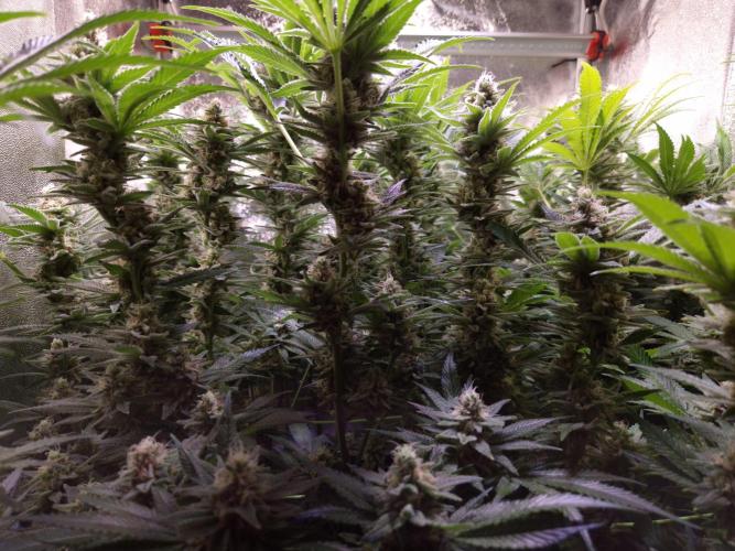 •LEMONITE • CLONES•. Week 13