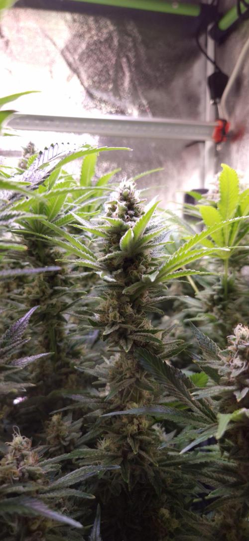 •LEMONITE • CLONES•. Week 13