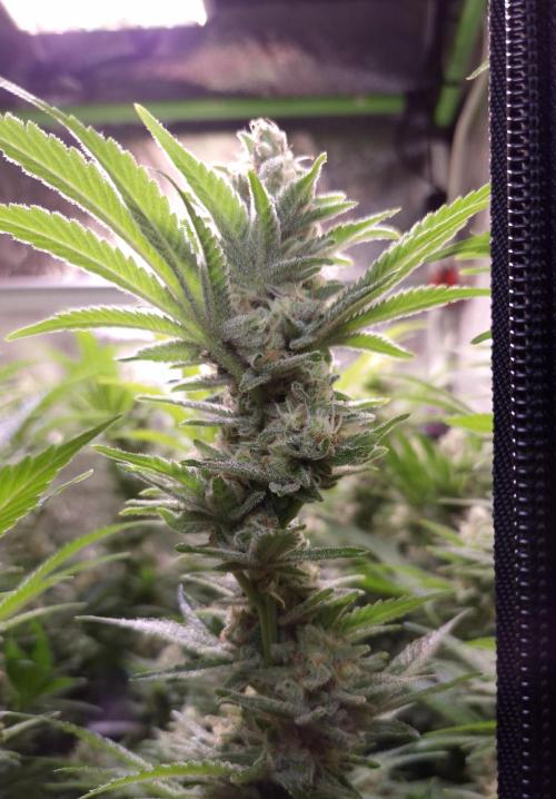 •LEMONITE • CLONES•. Week 13