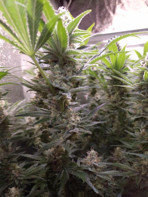 •LEMONITE • CLONES•. Week 13