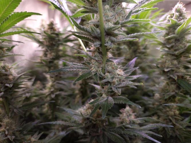 •LEMONITE • CLONES•. Week 13