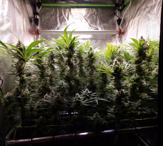 •LEMONITE • CLONES•. Week 13