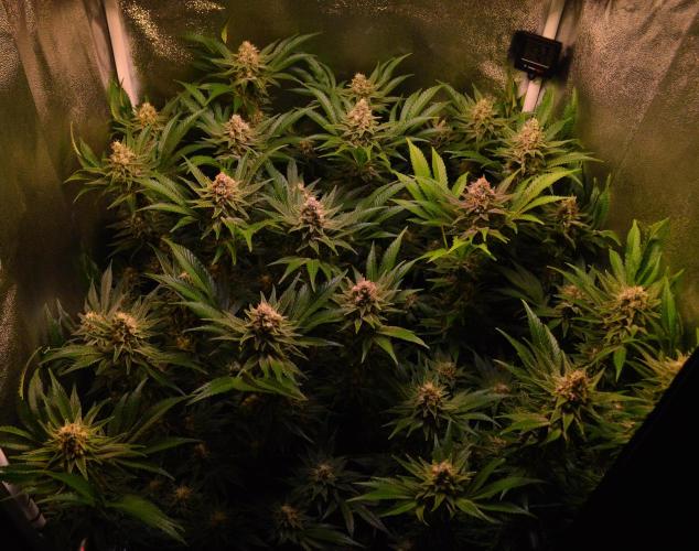 •LEMONITE • CLONES•. Week 13 - D91/49F