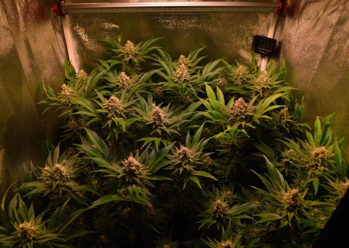 •LEMONITE • CLONES•. Week 13