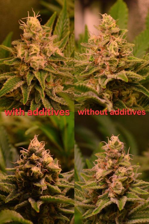 •LEMONITE • CLONES•. Week 13 - D91/49F