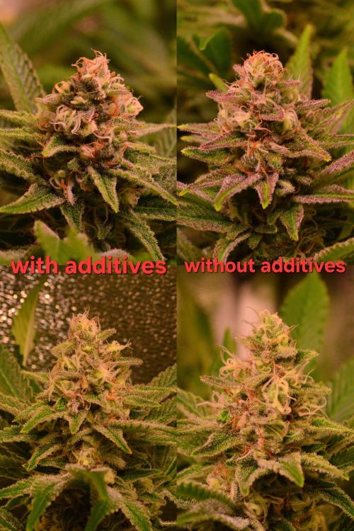 •LEMONITE • CLONES•. Week 13 - D91/49F