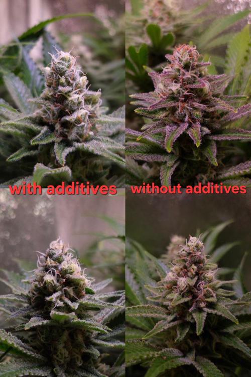 •LEMONITE • CLONES•. Week 13 - D91/49F HandyCam