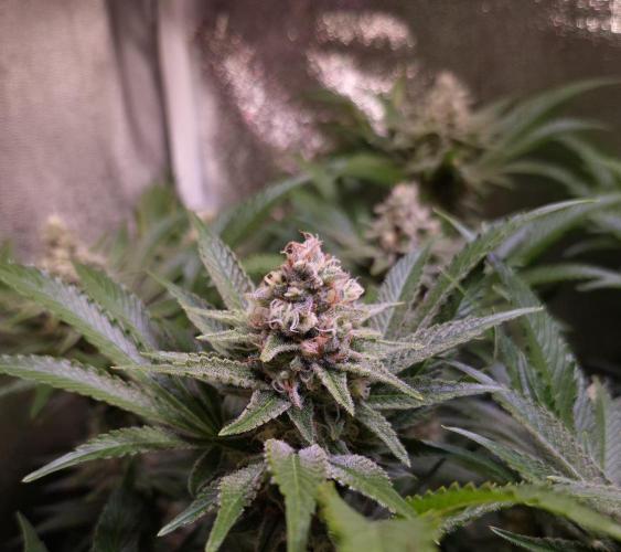 •LEMONITE • CLONES•. Week 13 - #1