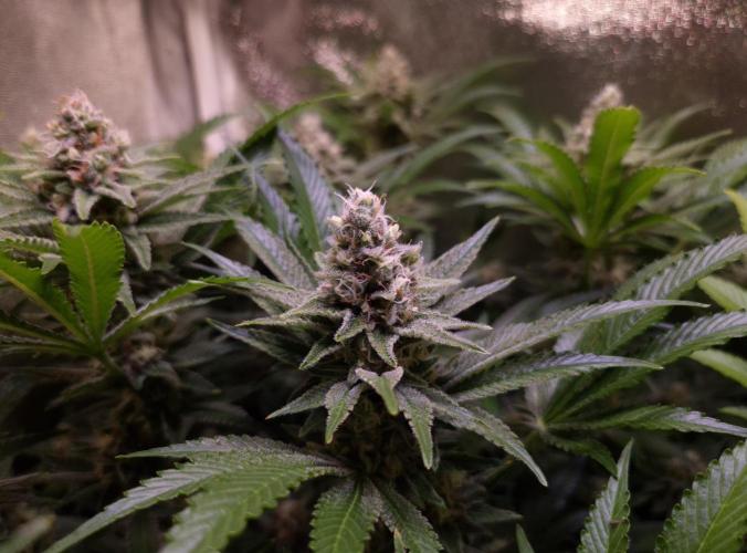 •LEMONITE • CLONES•. Week 13 - #1