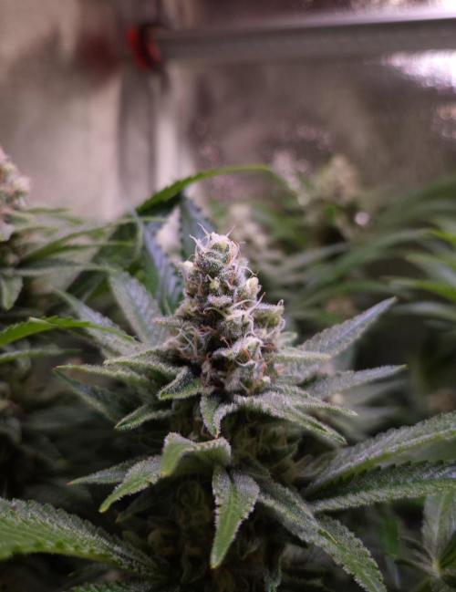 •LEMONITE • CLONES•. Week 13 - #1