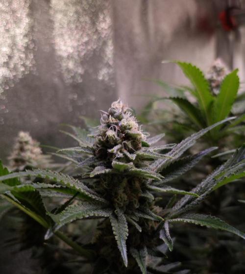 •LEMONITE • CLONES•. Week 13 - #1