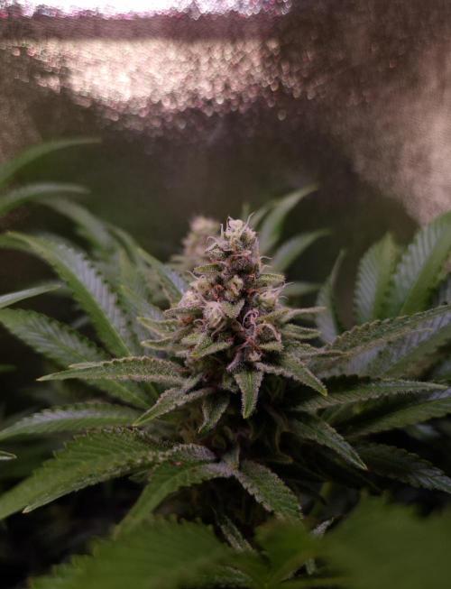 •LEMONITE • CLONES•. Week 13 - #3