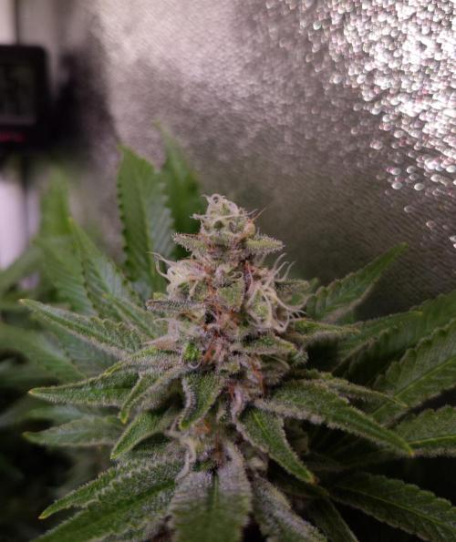 •LEMONITE • CLONES•. Week 13 - #3