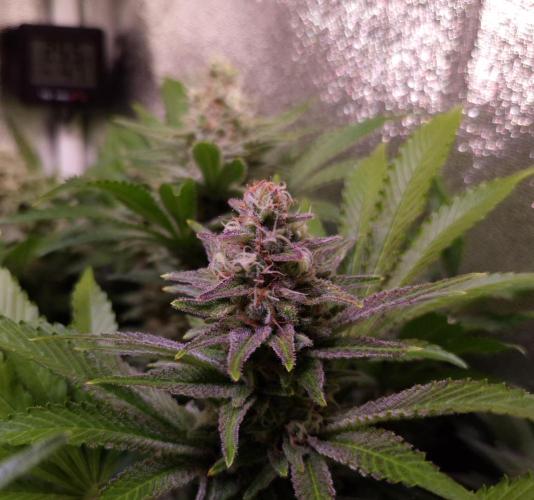 •LEMONITE • CLONES•. Week 13 - #3