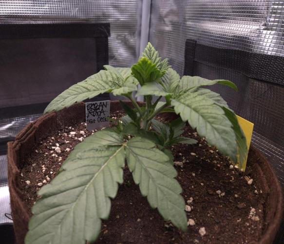 • Ocean Rosa •. Week 3 - D19