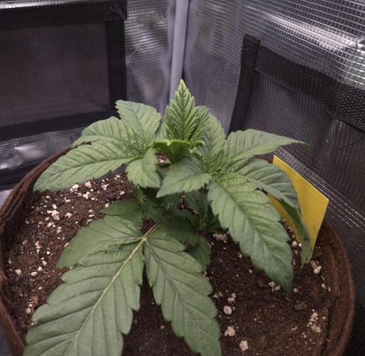 • Ocean Rosa •. Week 3 - D19