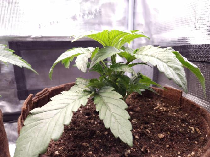 • Ocean Rosa •. Week 3 - D21