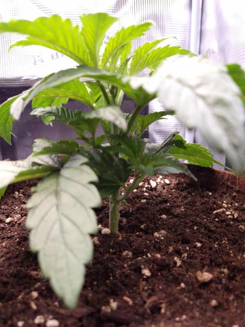 • Ocean Rosa •. Week 3 - D21