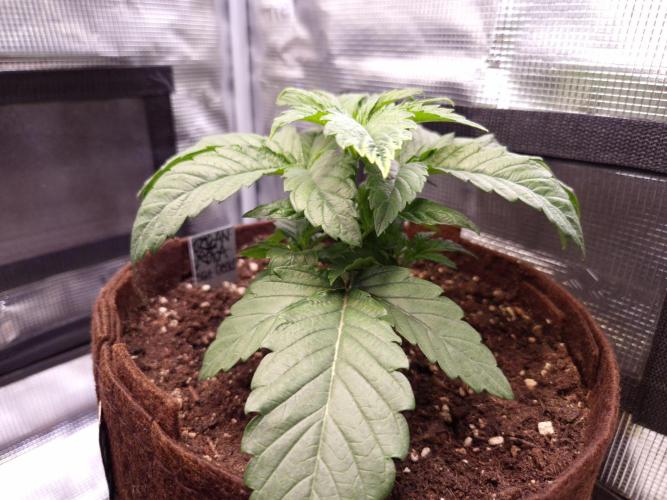 • Ocean Rosa •. Week 3 - D21