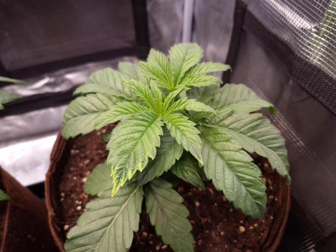 • Ocean Rosa •. Week 3 - D21