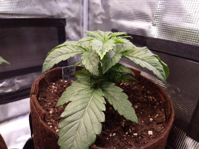 • Ocean Rosa •. Week 3 - D21