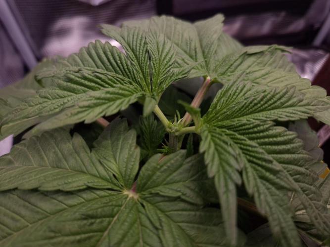 • Ocean Truffle •. Week 3 - D18