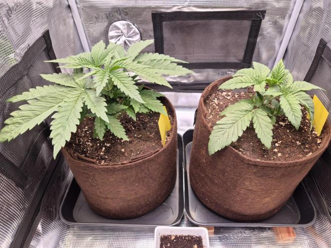 • Ocean Truffle •. Week 3 - D19