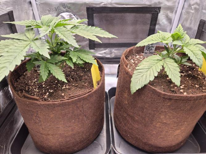 • Ocean Truffle •. Week 3 - D19