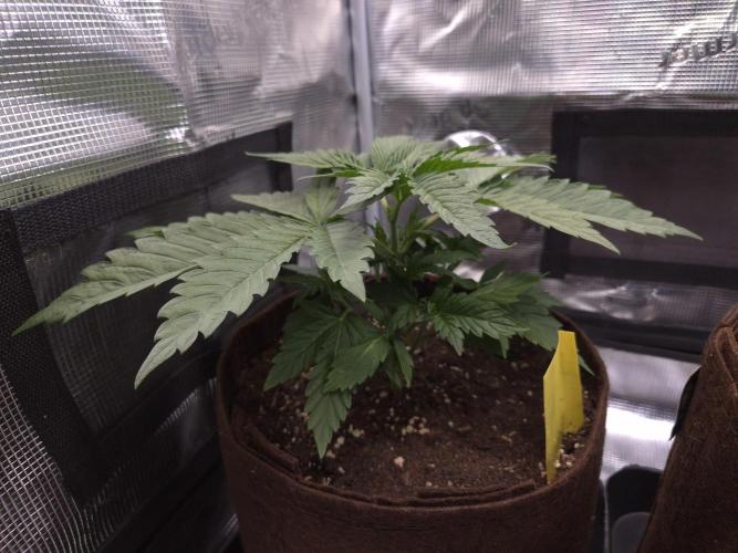 • Ocean Truffle •. Week 3 - D19