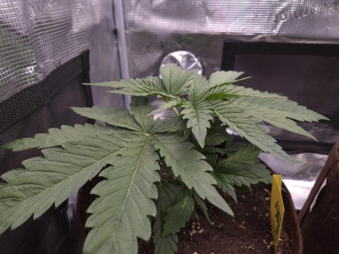 • Ocean Truffle •. Week 3 - D19