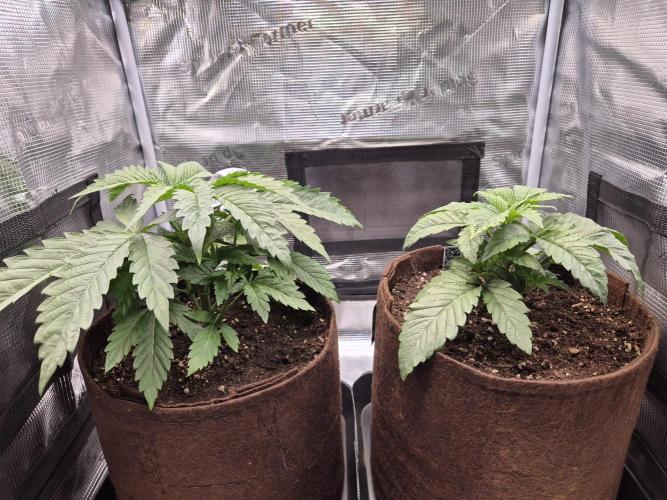 • Ocean Truffle •. Week 3 - D21