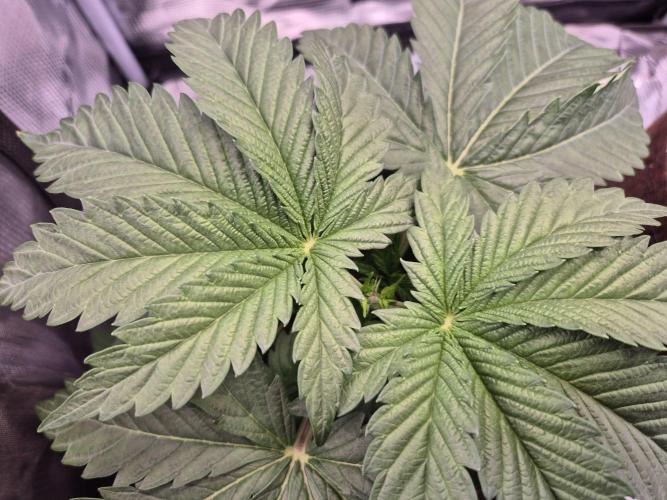 • Ocean Truffle •. Week 3 - D21 