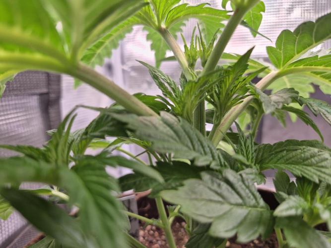 • Ocean Truffle •. Week 3 - D21 