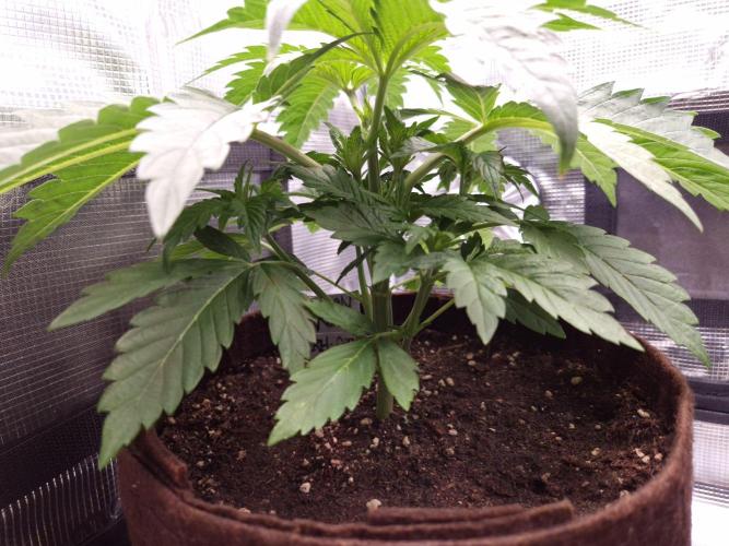 • Ocean Truffle •. Week 3 - D21