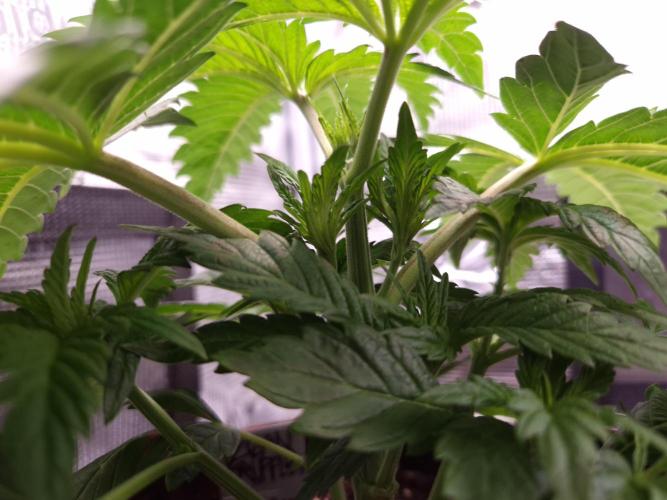 • Ocean Truffle •. Week 3 - D21